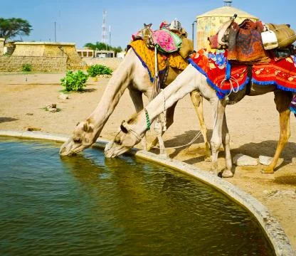 Two camels drinking Stock-Fotos