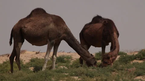 Two camels eating grass in a desert oasis, Egypt Stock Footage 36131665