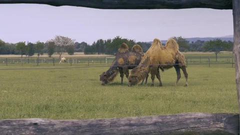 Two camels eating grass with mountains view through the wooden fence at the farm Video stock 79222475