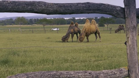 Two camels eating grass with mountains view at the farm Video stock 79271371