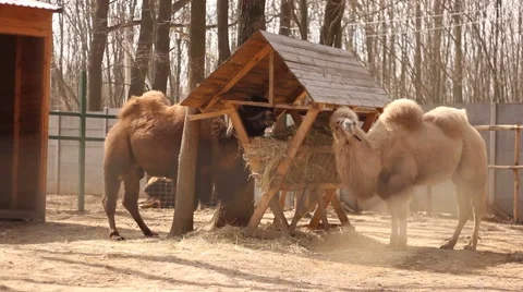 Two Camels eating in the zoo Video stock 47054903