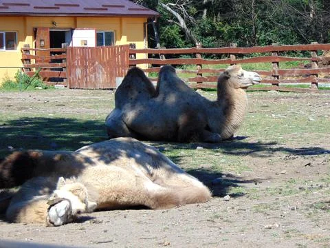 Two camels in a enclosure Stockfoto's
