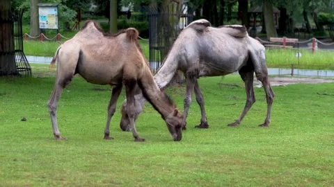 Two camels grazing on green grass field in zoo enclosure Stock Footage 339368039