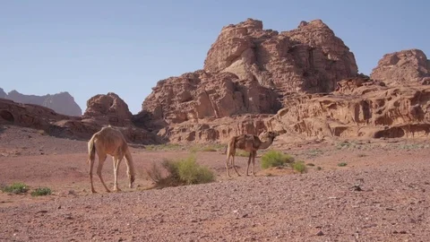 Two Camels grazing in Wadi Rum Stock Footage 76204384