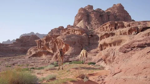 Two Camels grazing in Wadi Rum Stock Footage 76204483