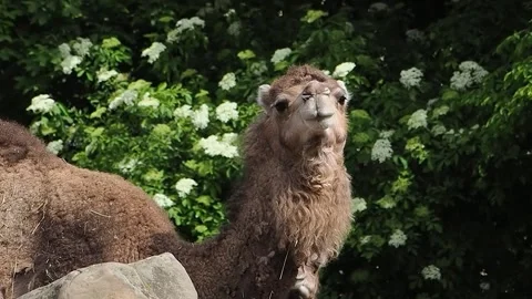 Two camels interact amidst vibrant green foliage. slow motion Stock Footage 295991742