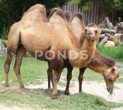 Two camels with long hair while eating Stock Photos
