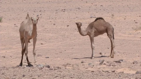 Two camels look in the desert Stock Footage 69933952
