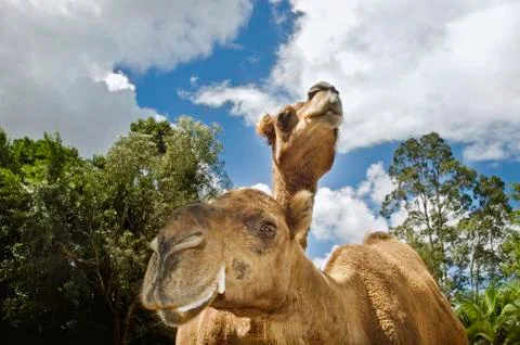 Two camels looking Stock Photos