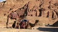 Two camels near Royal Tombs in Petra, Jordan HD Footage