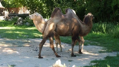 Two camels outdoors Video stock 70612706