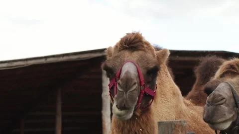 Two camels in a paddock chewing food and turning their heads to the sides Video stock 140614965