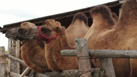 Two camels in the paddock turn their heads following for the camera Stock Footage 140614943