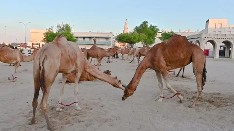 Two camels playing with each other on the sand ​​Doha, Qatar Stock Footage 294954445