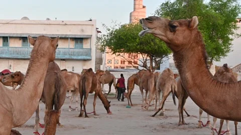 Two camels playing with each other on the sand Stock Footage 294954457