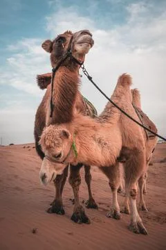 Two camels posing in the desert, Inner-Mongolia, China. Stock Photos