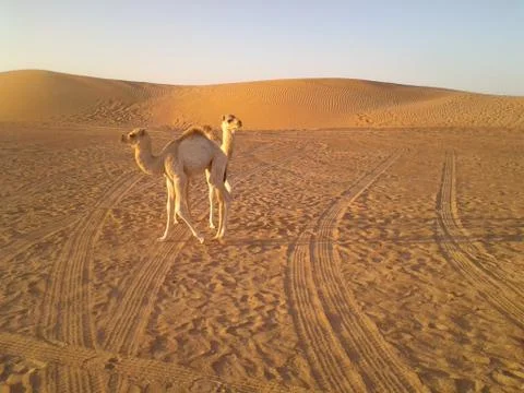 Two camels posing together Stock Photos
