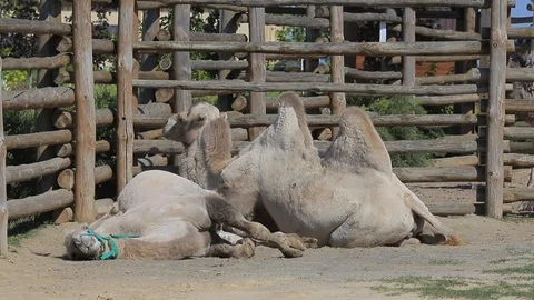 Two camels resting on sand Stockbeeldmateriaal 114030815