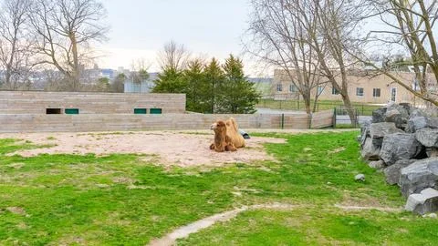 Two camels resting on sandy ground in a green enclosure surrounded by trees and Stock Photos
