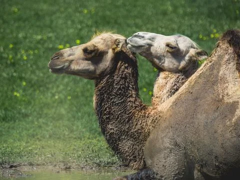 Two camels side by side square Stock Photos