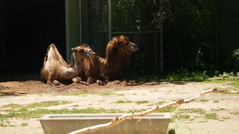 Two camels sitting in their cage at the zoo Stock Footage 82986620