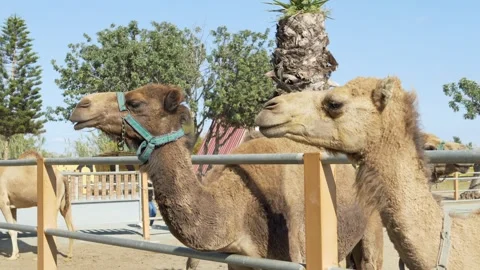 Two camels standing calmly behind fence in sunny outdoor enclosure. Their brown Stock Footage 315605086