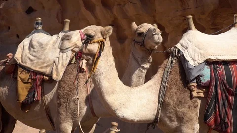 Two camels standing in Wadi Rum desert, Jordan Stock Footage 119172549
