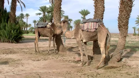 Two camels under palm trees in a Moroccan desert landscape Stock Footage 297847509