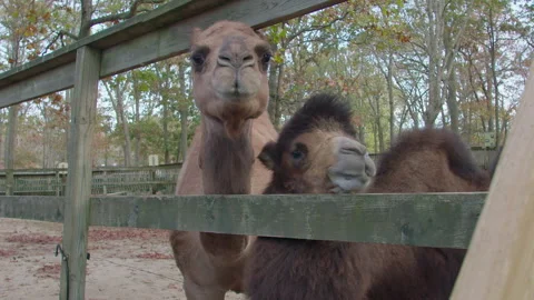 Two camels waiting to be fed, one snaps at the other Stock Footage 262798927