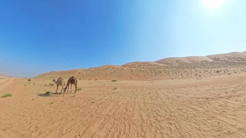 Two camels walking on a desert plane Stock Footage 298208038
