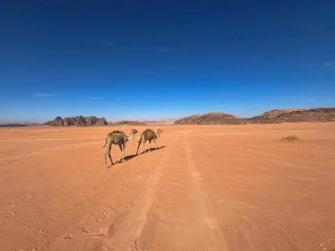 Two camels walking through the vast Wadi Rum desert in Jordan Stock Photos