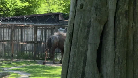 Two camels walking in the zoo Stock-Footage 310354616