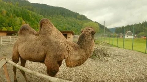 Two camels in the Wolf Valley Ecopark in the Carpathians Stock Footage 162096702