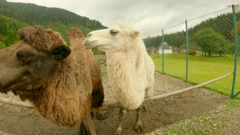 Two camels in the Wolf Valley Ecopark in the Carpathians Stock Footage 162118784