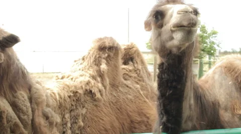 Two camels in the zoo. Stock Footage 65386415