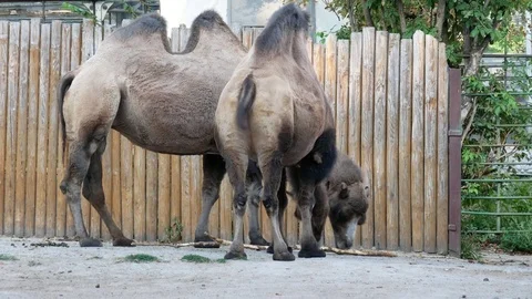 Two camels in the zoo. Stock Footage 80221106