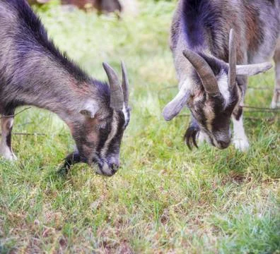 Two Cameroon dwarf goat Stock Photos