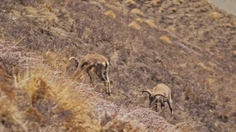 Two camouflaged Himalayan blue sheep eating dry grass on sunny mountain slope Stock Footage 127081073
