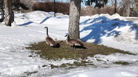 Two Canada geese eating grass in a snowy park Stock Footage 331269009
