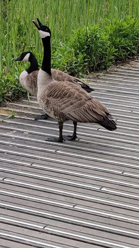 Two Canada geese express themselves vigorously in their eloquent bird language. Stock Footage 305160471