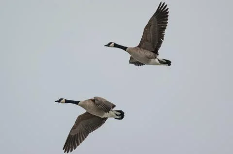 Two Canada Geese in Flight Stock Photos