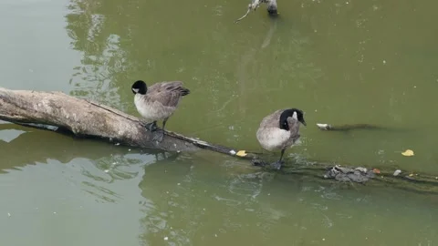 Two Canada geese perch on a floating log and preen their feathers Stock-Footage 346401695