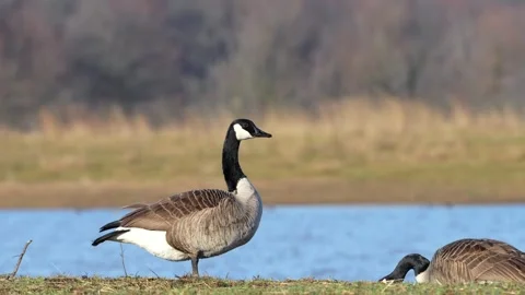 Two Canada geese resting and standing near water’s edge, capturing a calm Vidéo 332813549