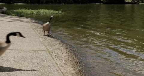 Two Canada geese run into the lake hunting for food Stock Footage 137925870