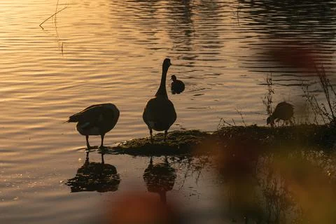 Two Canada geese surrounded by fallen leaves in a lake Stock Photos