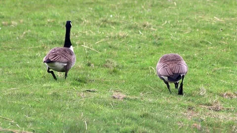 Two canada Geese walking on green meadow Stock Footage 194389500