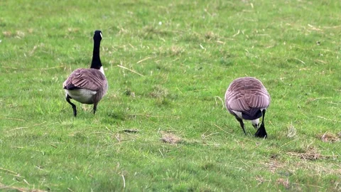 Two canada Geese walking on green meadow Stock Footage 194405744