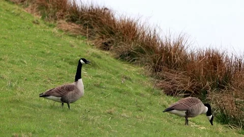 Two canada Geese walking at shore Stock Footage 194389369