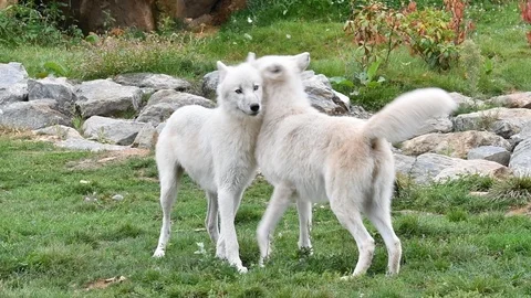 Two Canadian Arctic wolves white Stock Video Pond5