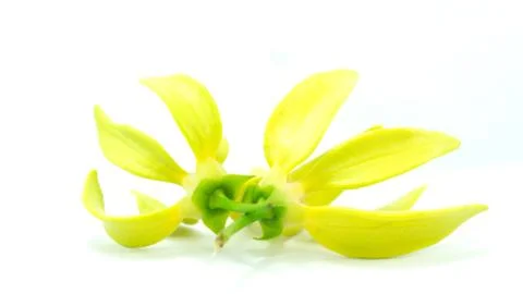 Two cananga Stock Photos